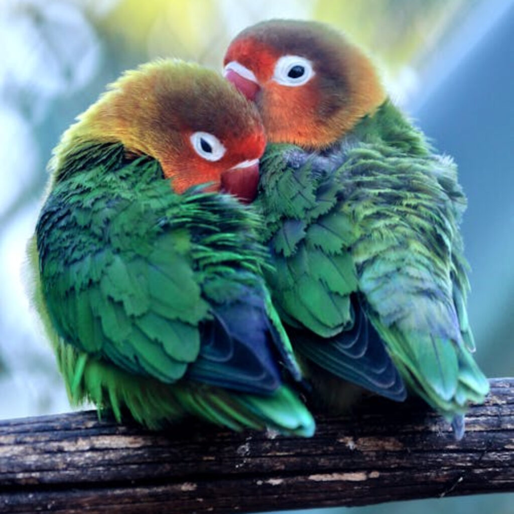 Cub Detech 50Cc – Khám Phá Thế Giới Công Nghệ Hiện Đại